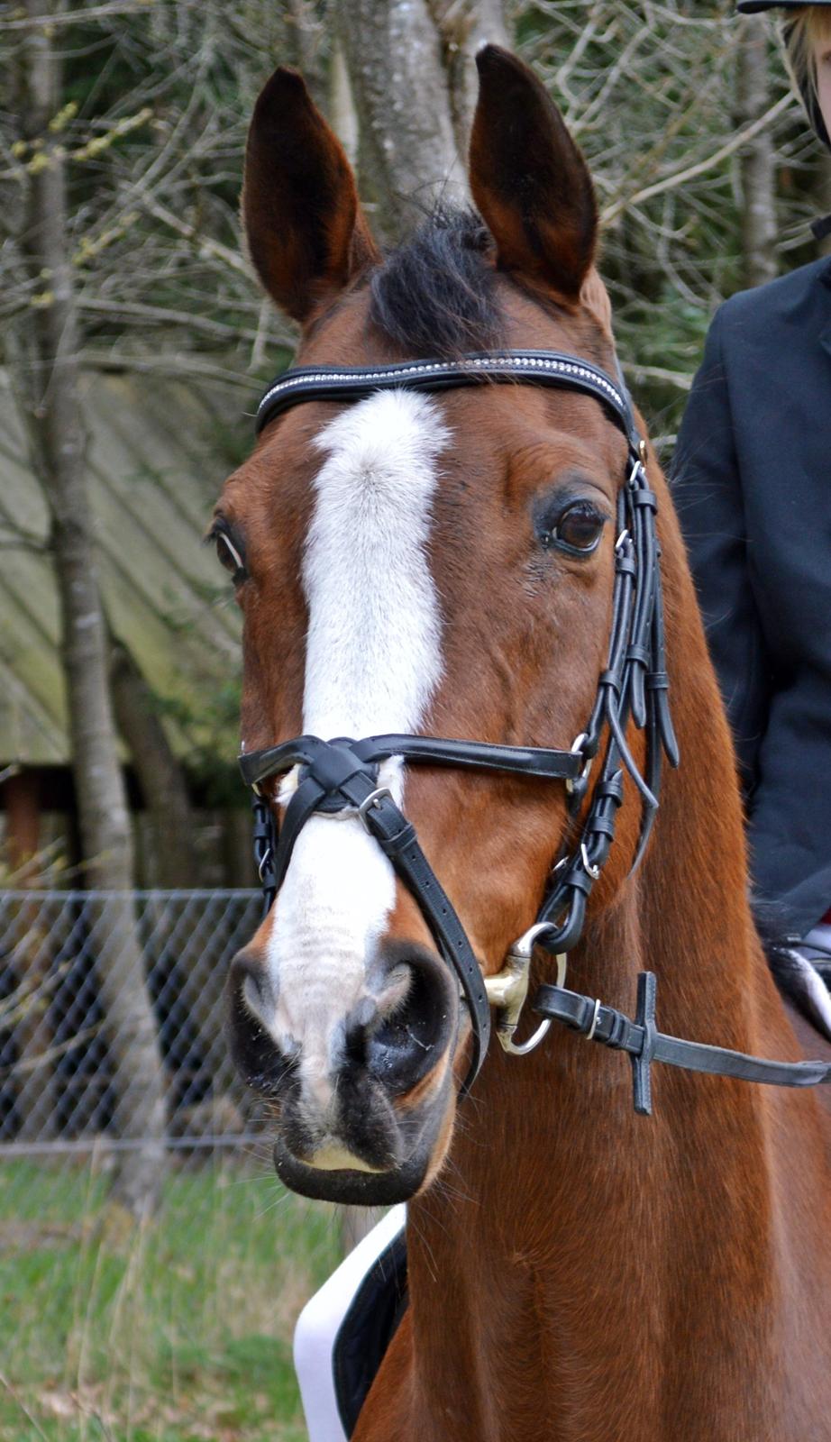 Polsk Ædelt Halvblod Niko - Niko til konfirmation 2013 billede 3