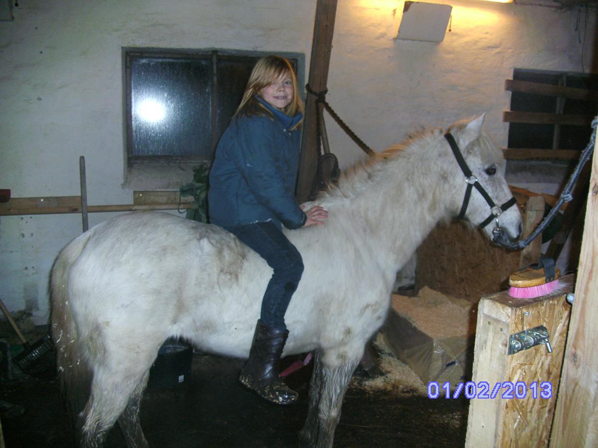 Anden særlig race Snefnug - Hun er en rigtigt smuk pony. billede 2