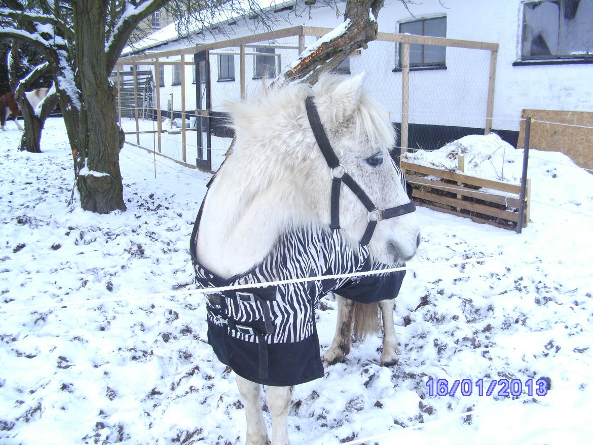 Anden særlig race Snefnug - Zebrafnuggen på folden ;-) billede 3