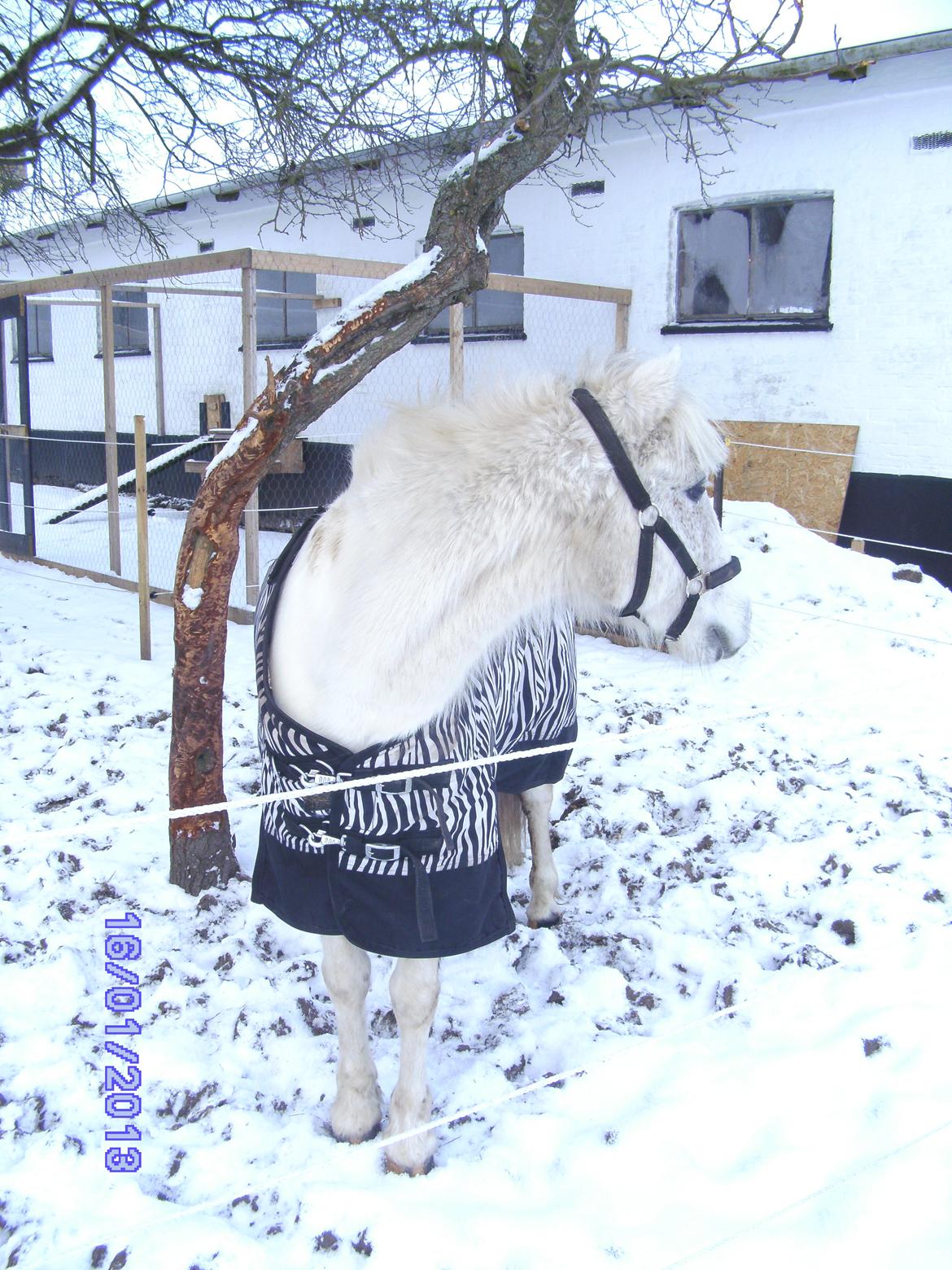 Anden særlig race Snefnug billede 4
