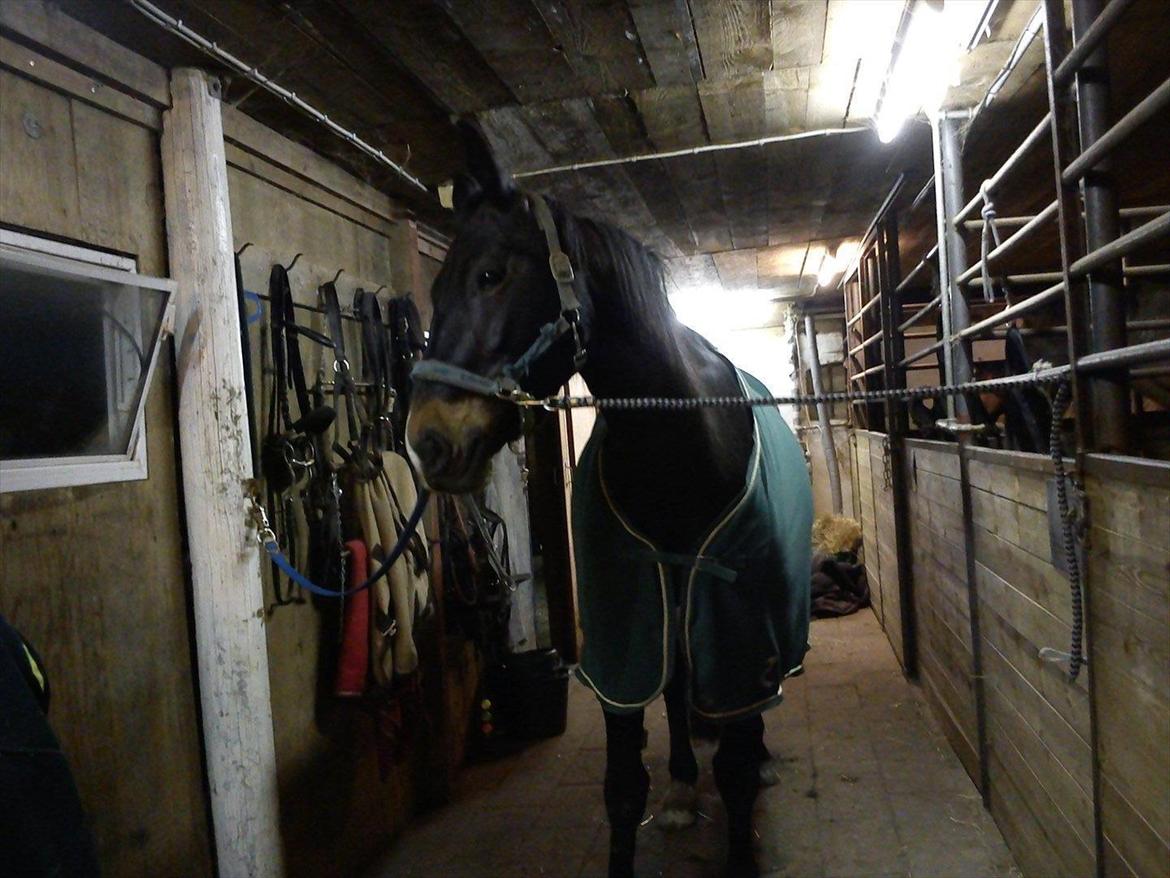 Oldenborg Leeann piper billede 4