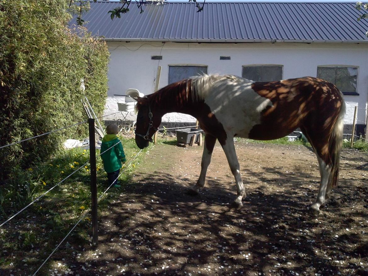 Pinto Moonlight - Marcuz vil gerne dele sin pandekage med Bailey billede 2