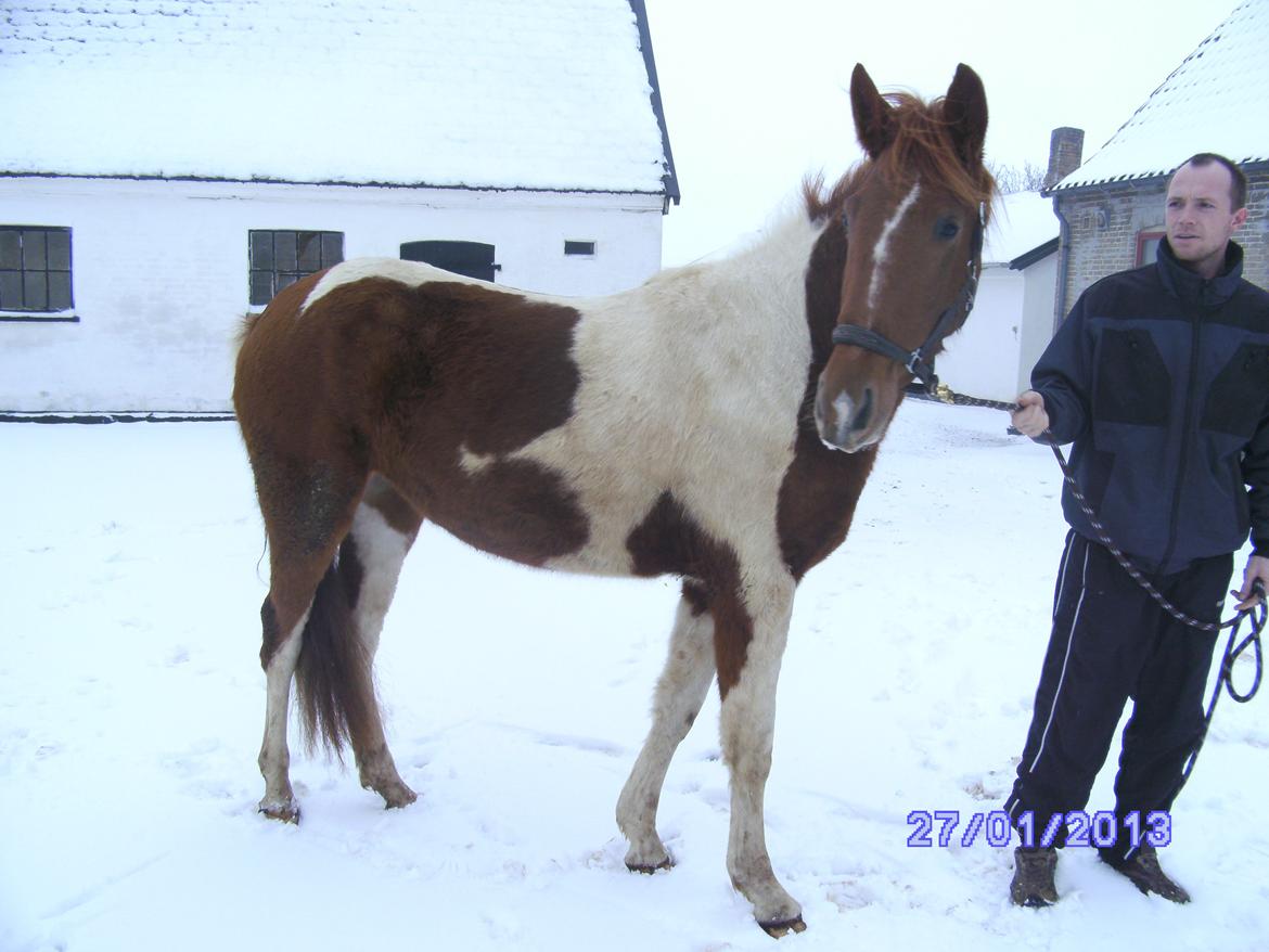 Pinto Moonlight - Bailey har været hos os i en uge her, og det er tydeligt at se at hun mangler massere af vitaminer. billede 3