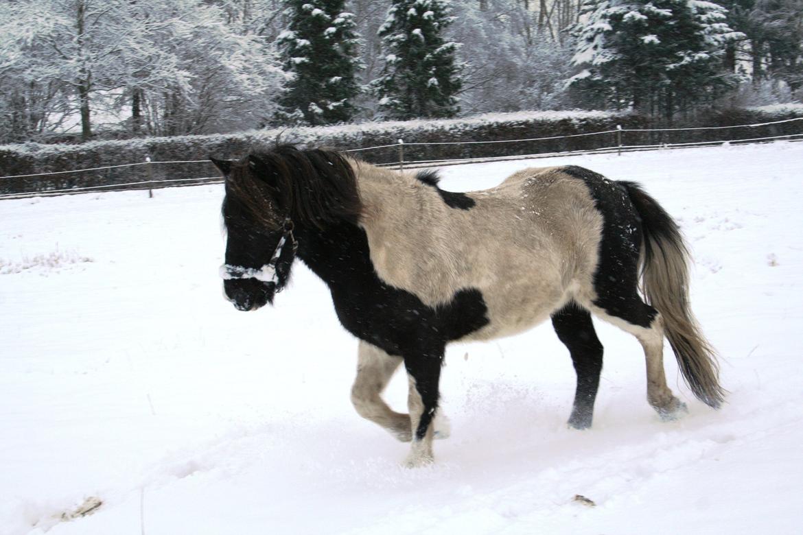 Islænder Elgur - snehest<3 billede 9
