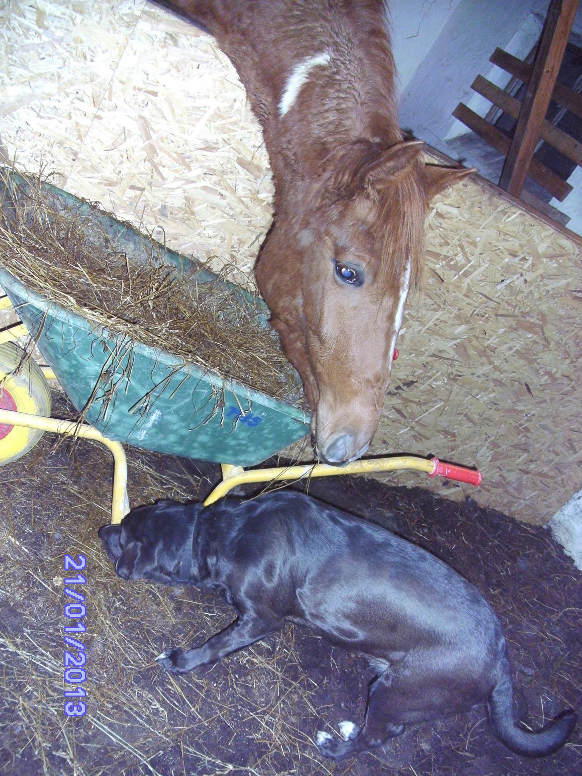 Pinto Moonlight - ankomstdag: boksen er lavet til ponyer, og Bailey kan derfor strække halsen så meget at hun kan spise wrap fra trillebøren :-) billede 4