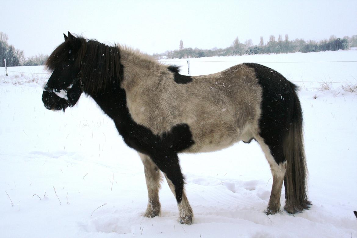 Islænder Elgur billede 10