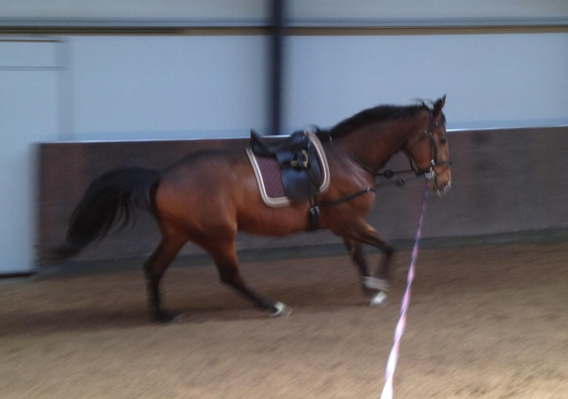 Dansk Varmblod Fladhøjs Asterix billede 3