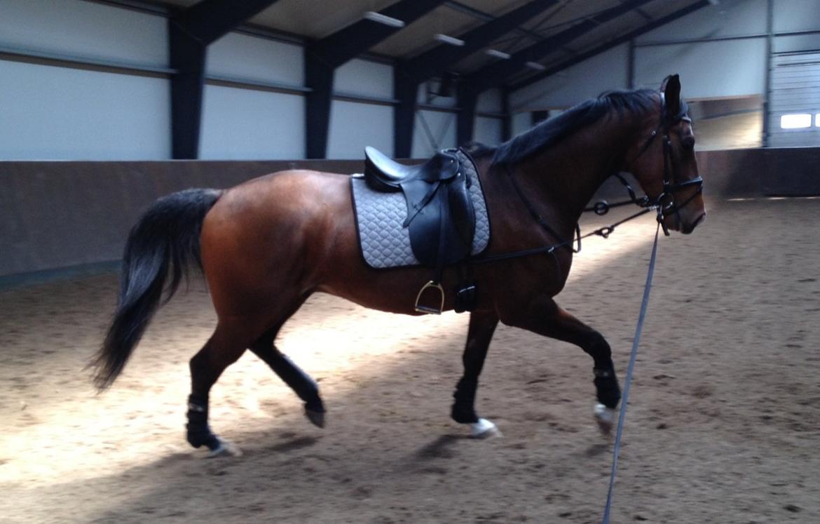 Dansk Varmblod Fladhøjs Asterix billede 5