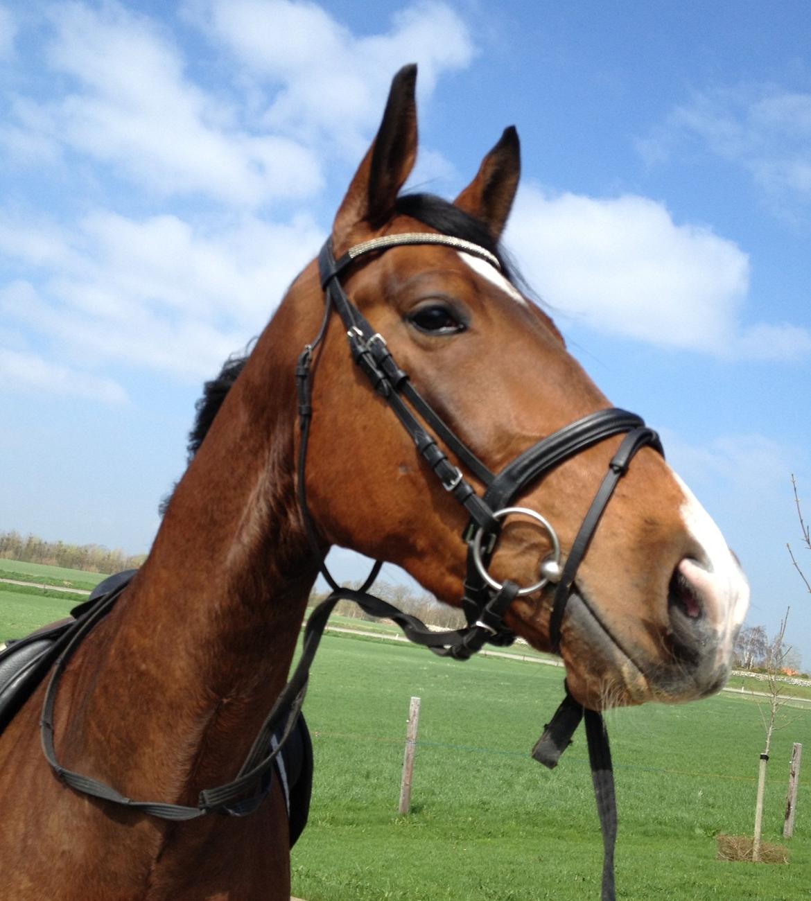 Dansk Varmblod Fladhøjs Asterix billede 11