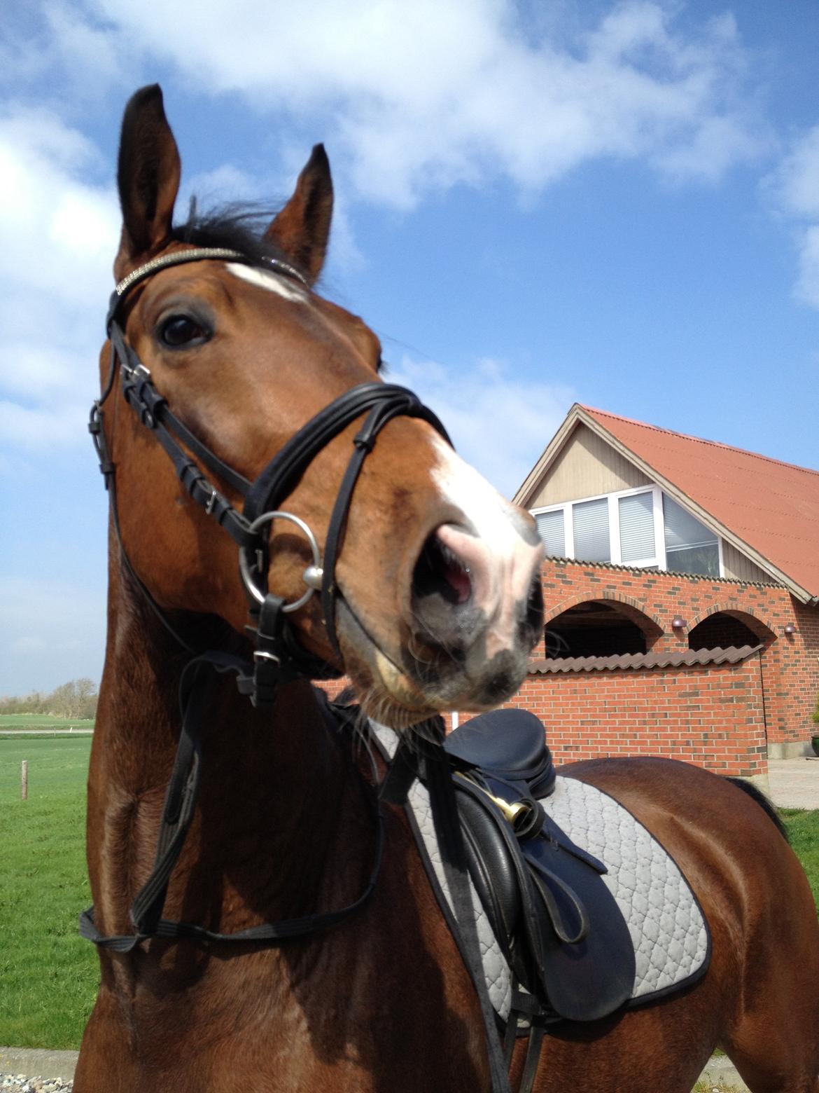 Dansk Varmblod Fladhøjs Asterix billede 12