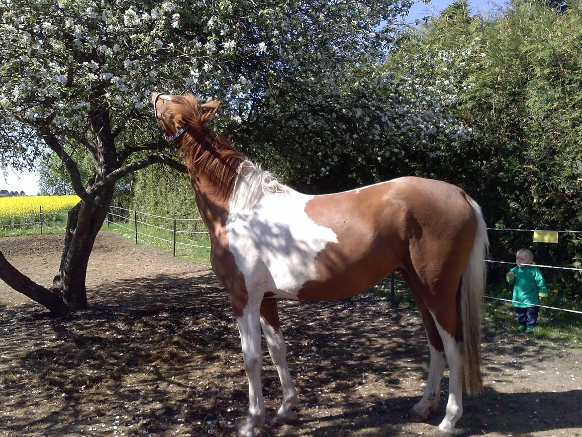 Pinto Moonlight billede 6
