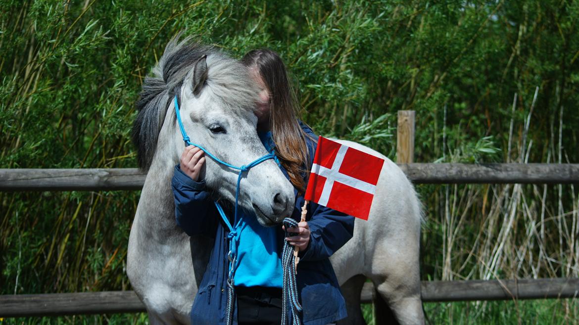 Islænder Disa fra Fruerlund - Disas 7års fødselsdag d. 23. Maj 2013(:
Billede: SAB billede 9