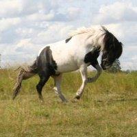 Islænder Elgur - velkommen til min profil<3 billede 1