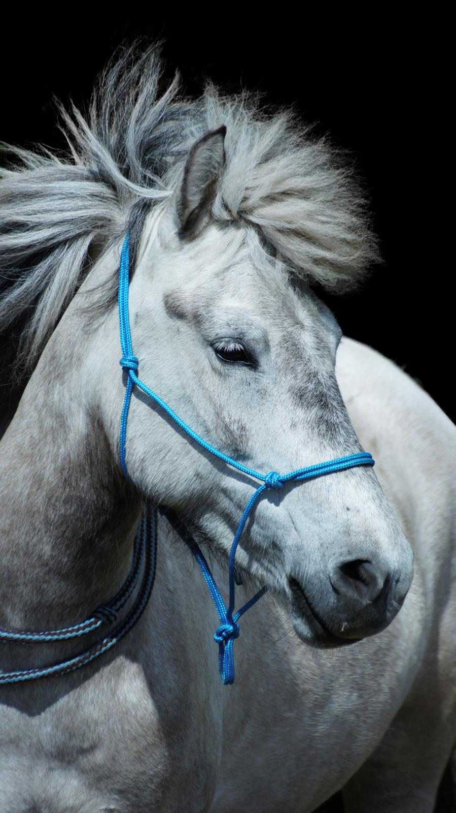 Islænder Disa fra Fruerlund - <3
 2013 Billede og redigering: SAB billede 4