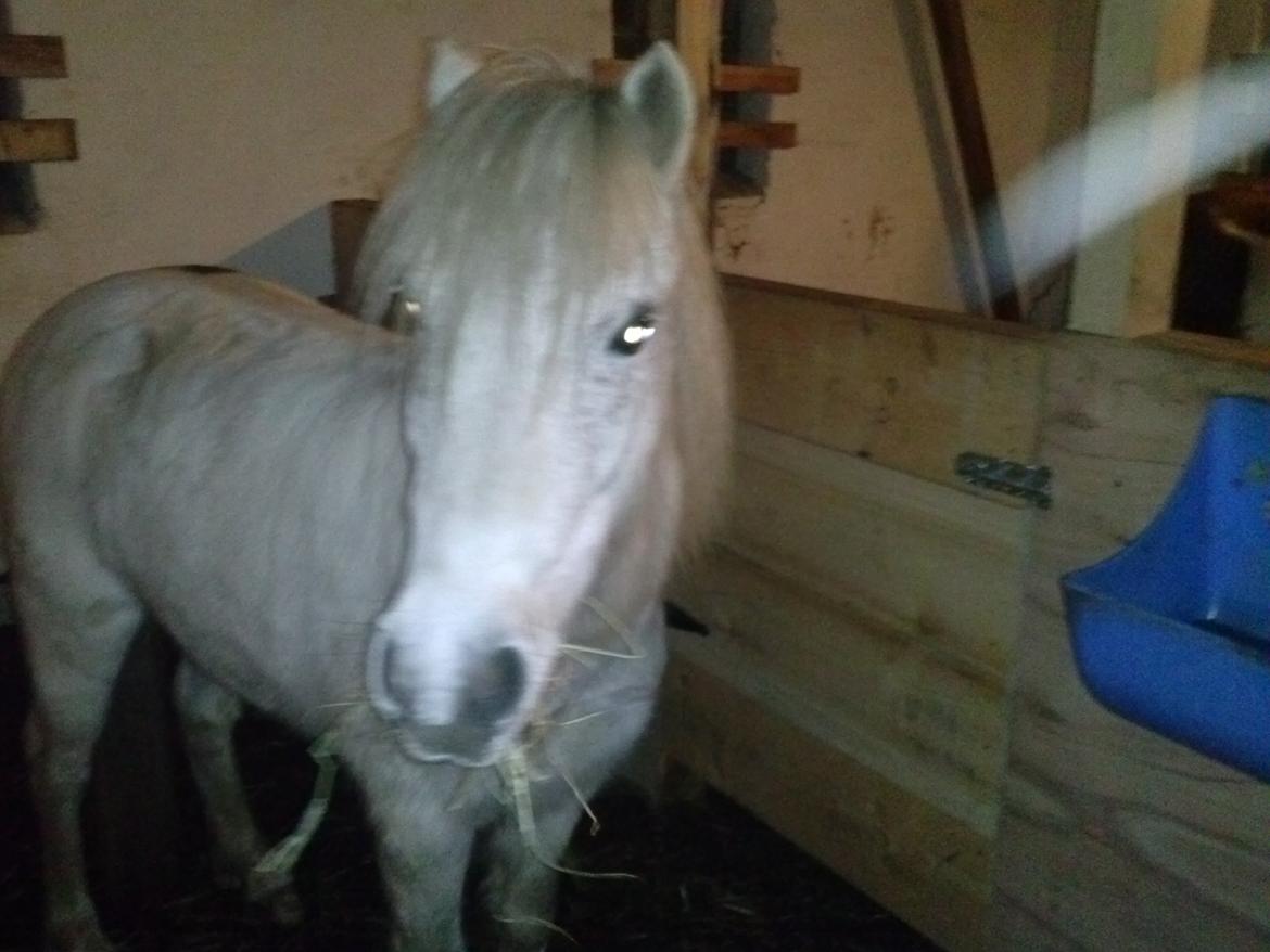 Anden særlig race Snefnug billede 7