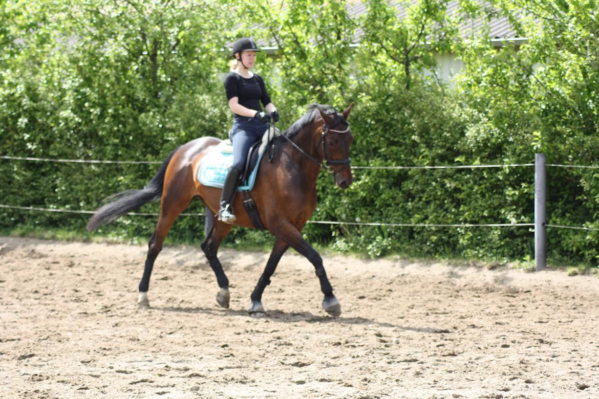 Anden særlig race Easy Go Sofus billede 8