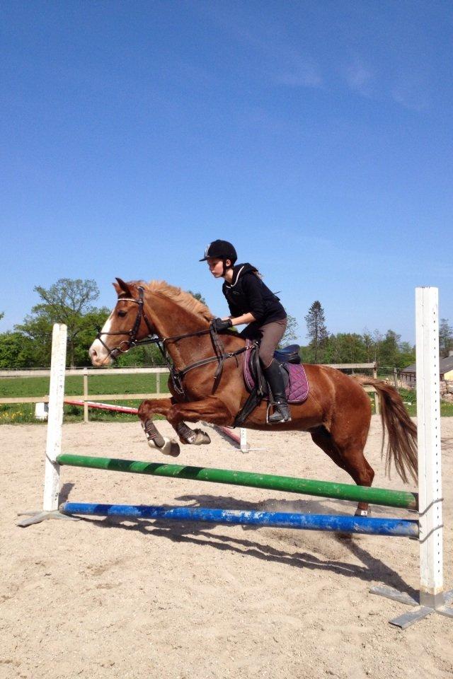 Welsh Cob (sec D) Okali D'alloue * Drømme ponyen* billede 14