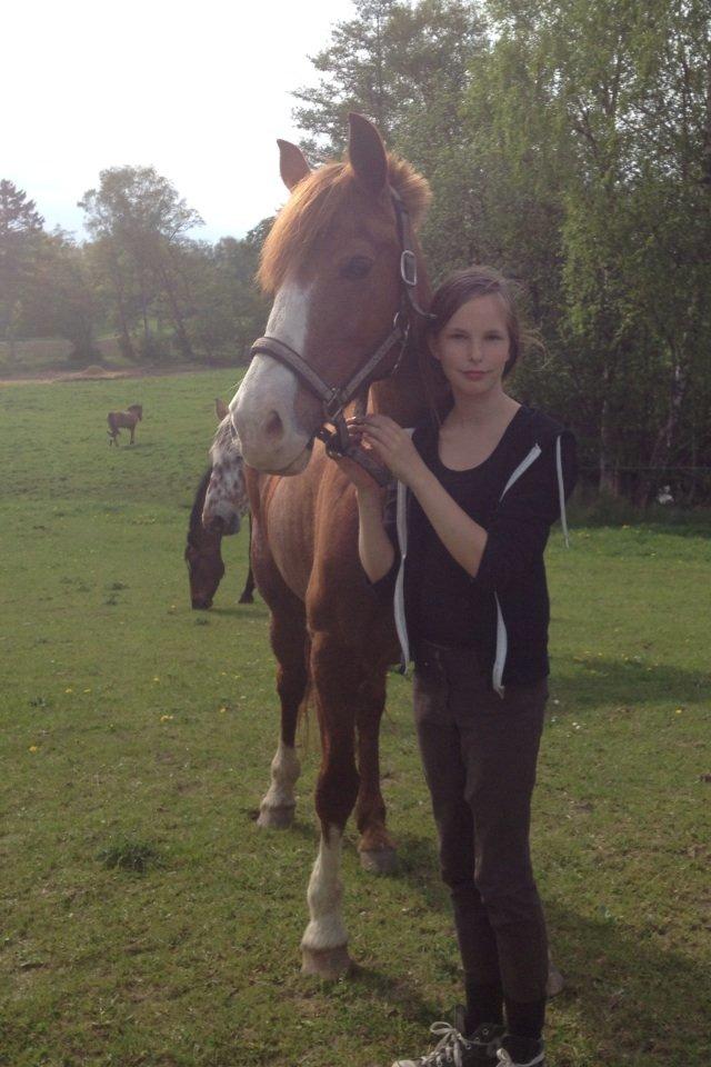 Welsh Cob (sec D) Okali D'alloue * Drømme ponyen* billede 15