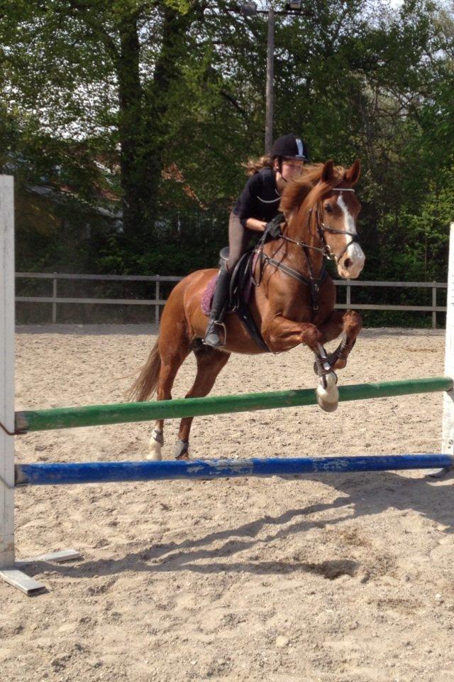 Welsh Cob (sec D) Okali D'alloue * Drømme ponyen* - Vi springer mod stjernerne* billede 6