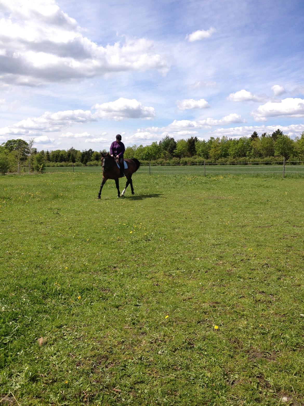 Dansk Varmblod Chrevi's castellano billede 11