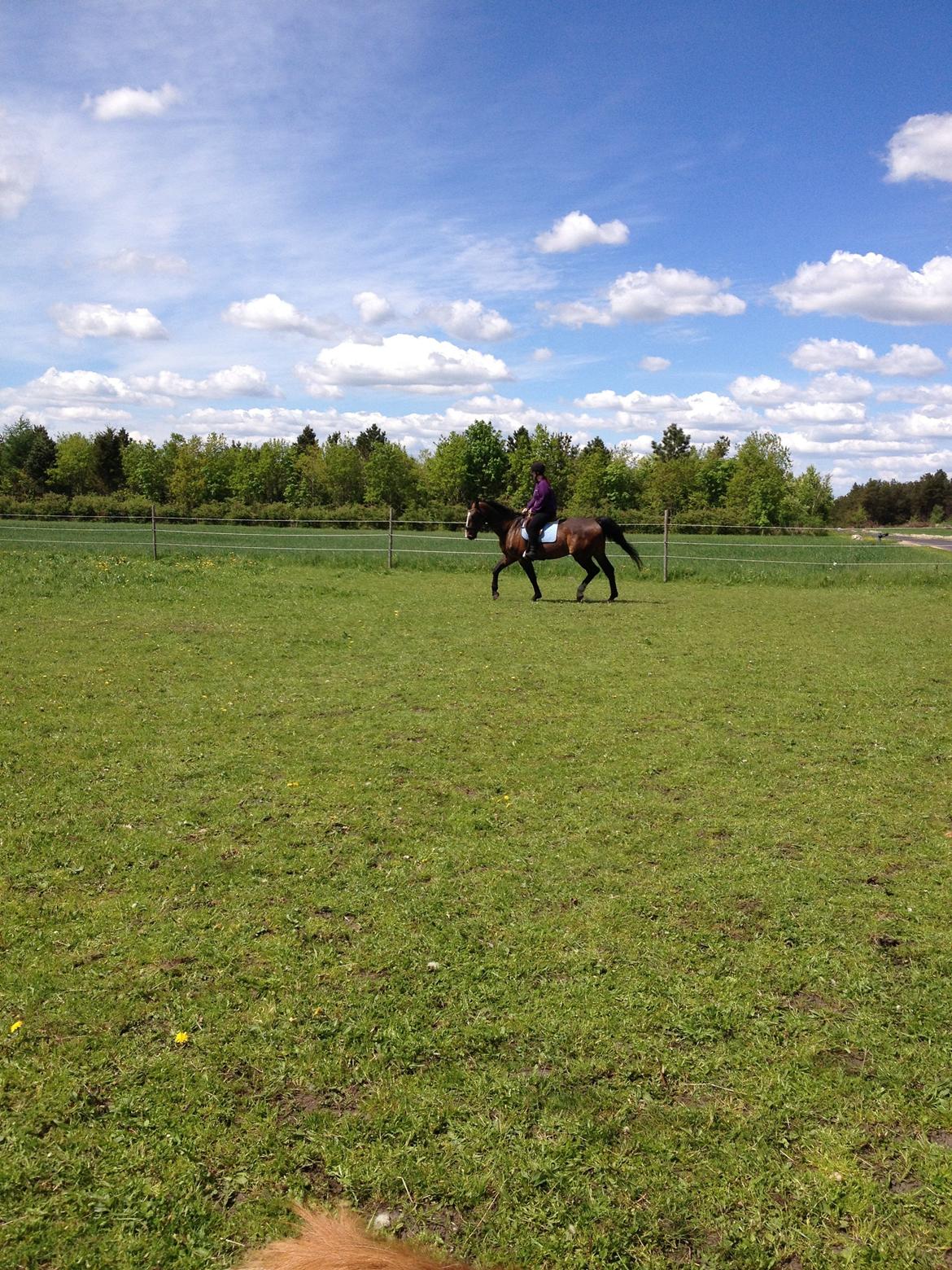 Dansk Varmblod Chrevi's castellano billede 12