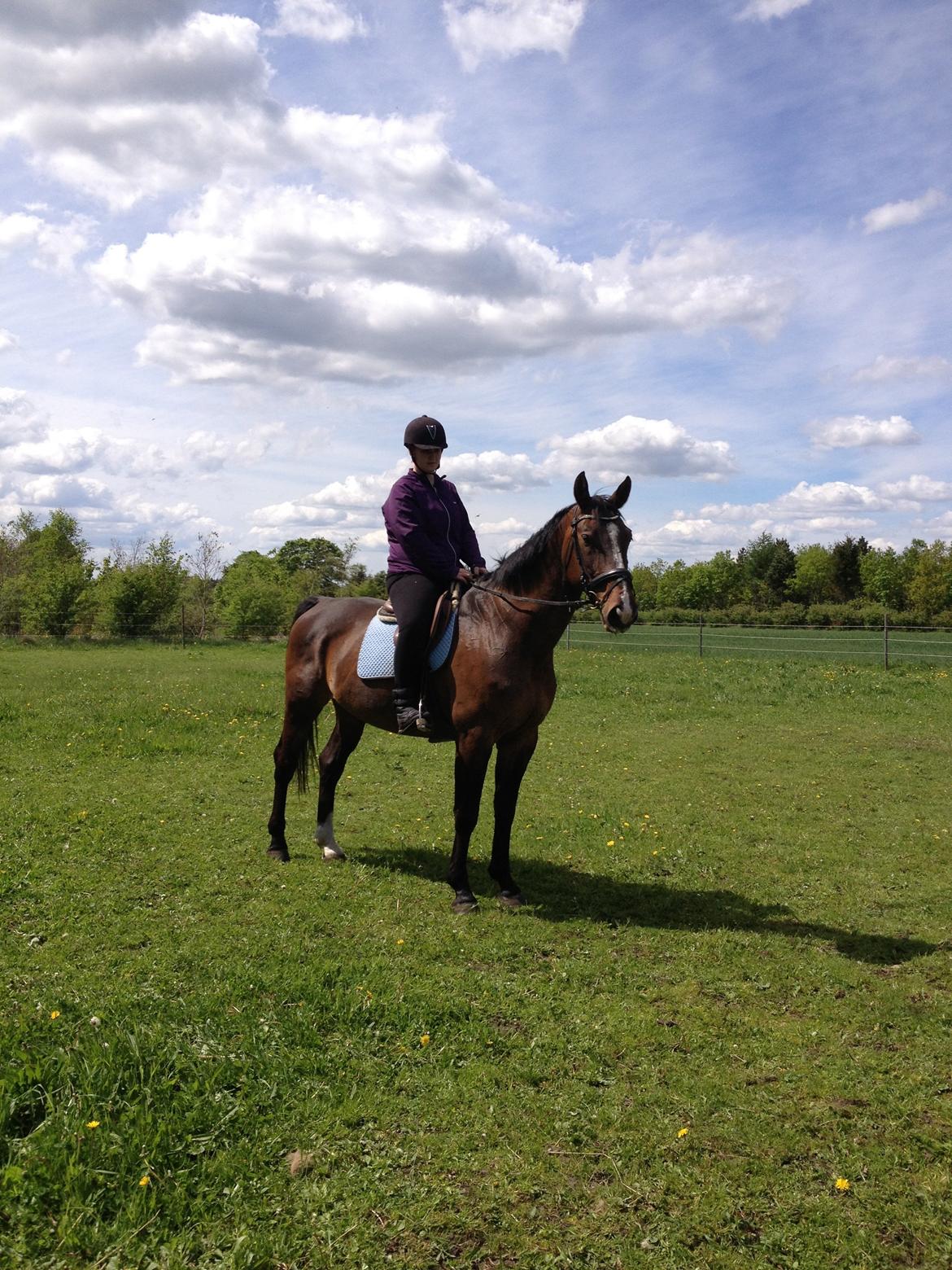 Dansk Varmblod Chrevi's castellano billede 13