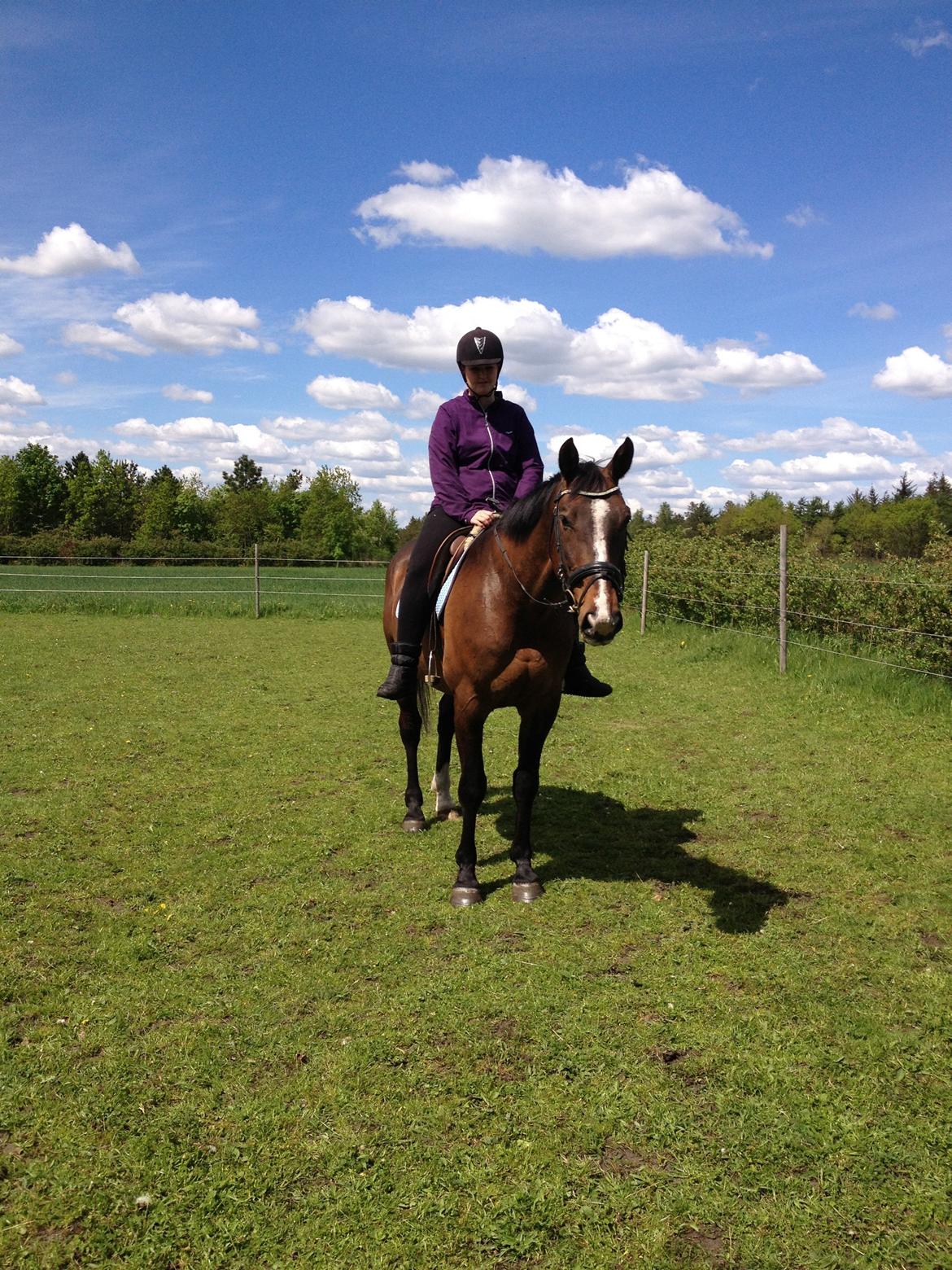 Dansk Varmblod Chrevi's castellano billede 14