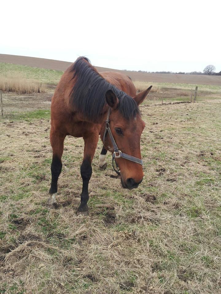 Dansk Varmblod Remund billede 19