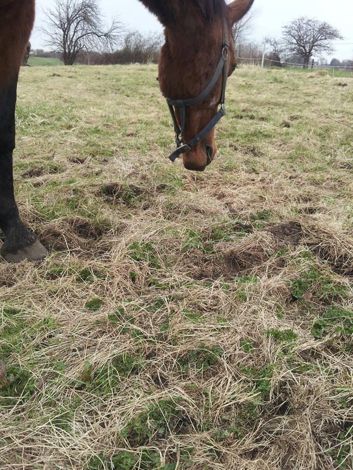 Dansk Varmblod Remund billede 20