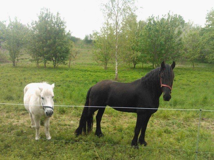 Frieser Ayla af Hestagergaard billede 6