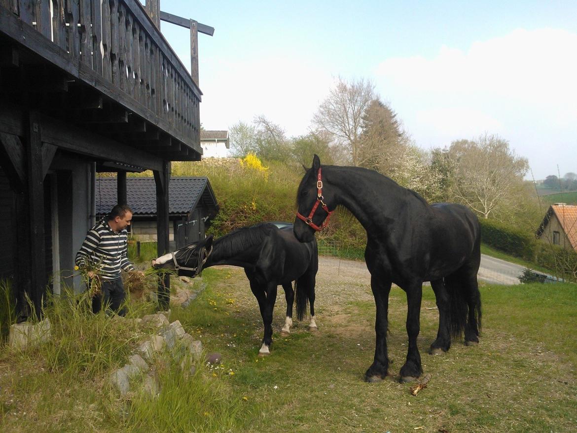 Frieser Ayla af Hestagergaard billede 7