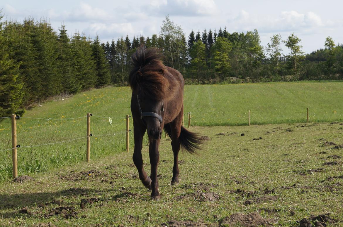 Islænder Tristan fra Anegaarden billede 2