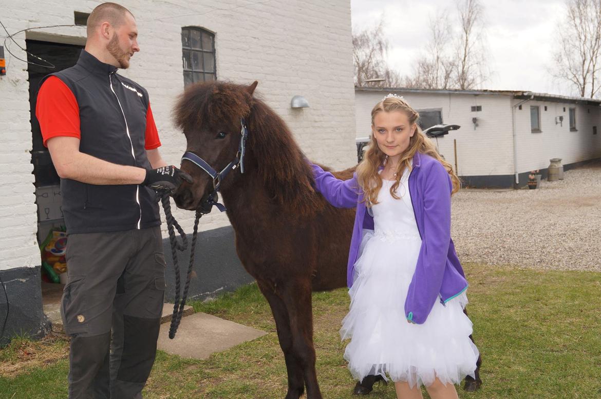 Islænder Tristan fra Anegaarden - Da jeg fik ham :D billede 3