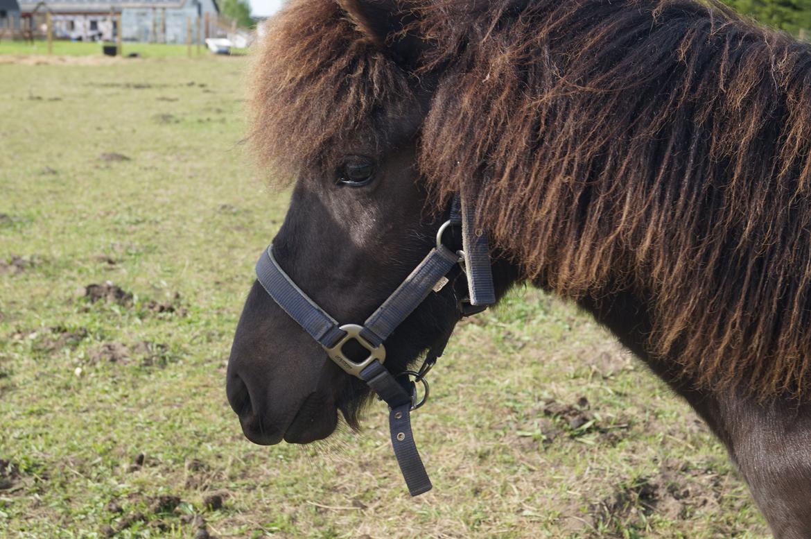 Islænder Tristan fra Anegaarden billede 4