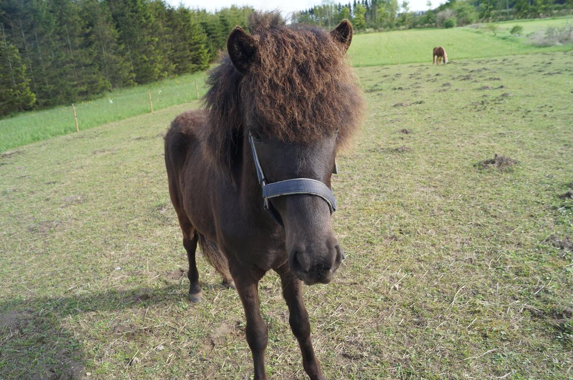 Islænder Tristan fra Anegaarden billede 5