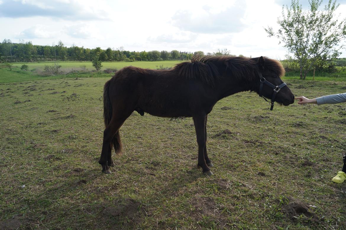 Islænder Tristan fra Anegaarden billede 6