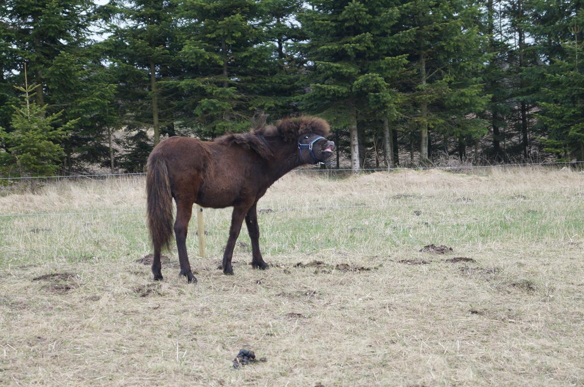 Islænder Tristan fra Anegaarden billede 1