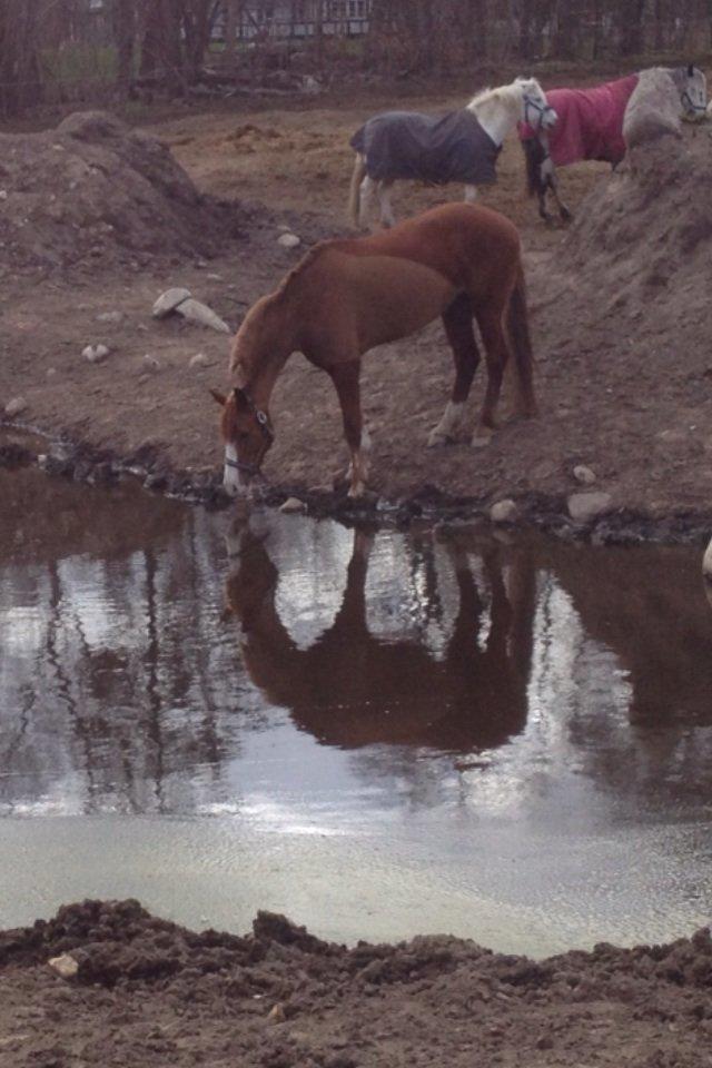 Welsh Cob (sec D) Okali D'alloue * Drømme ponyen* billede 17