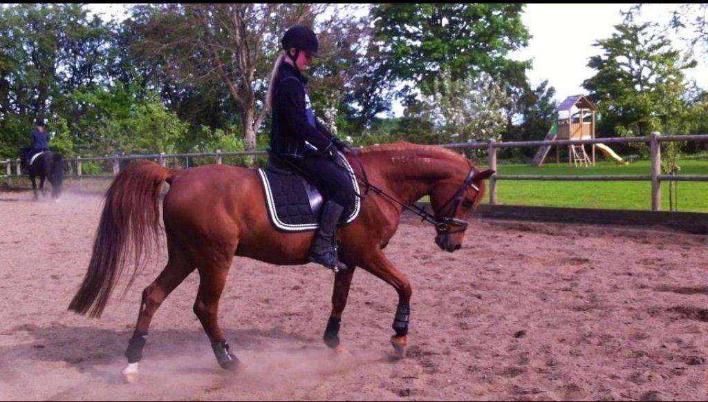 Arabisk fuldblod (OX) Sanetz billede 7