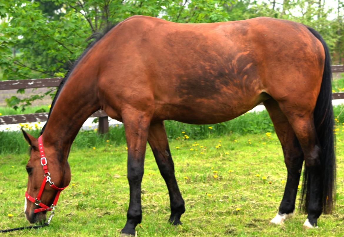 Holstener Costa Rica 32 billede 17