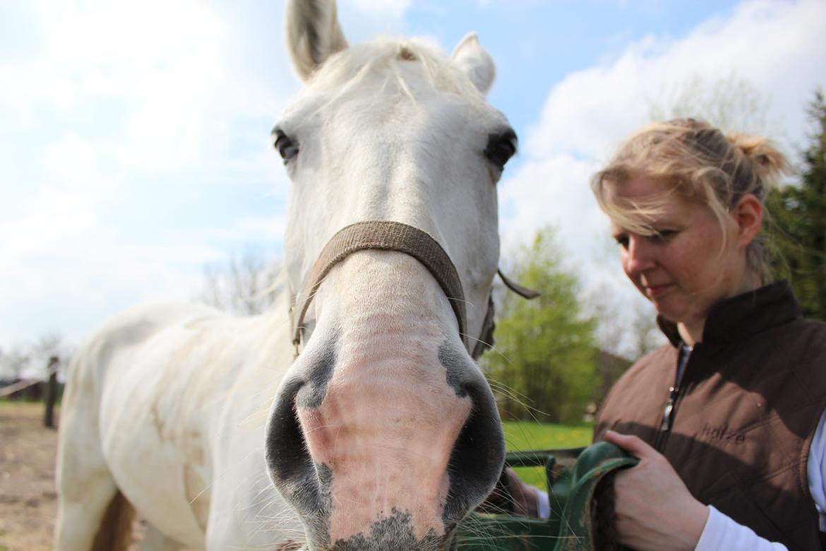Anden særlig race Faxi billede 10