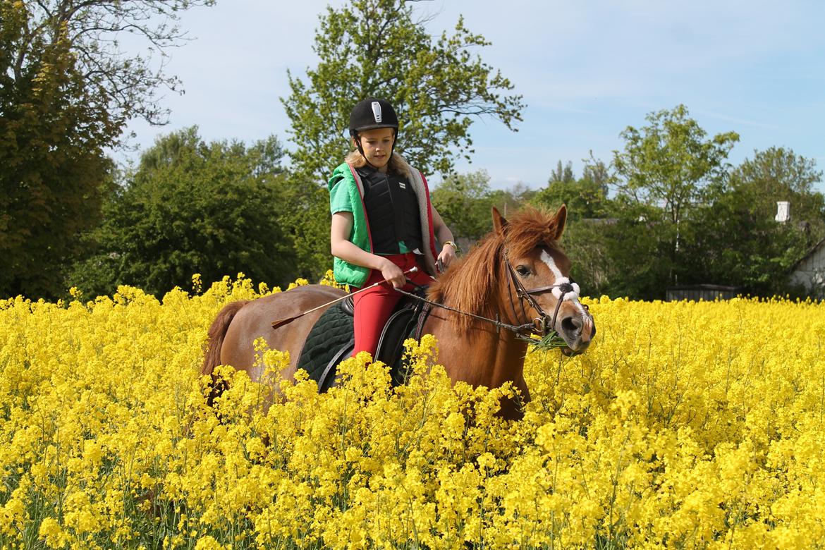 New Forest Engdalens Wendy - min bedste ven <3 - ridning i raspene d. 24-5-13 <3 Foto: Naja billede 12