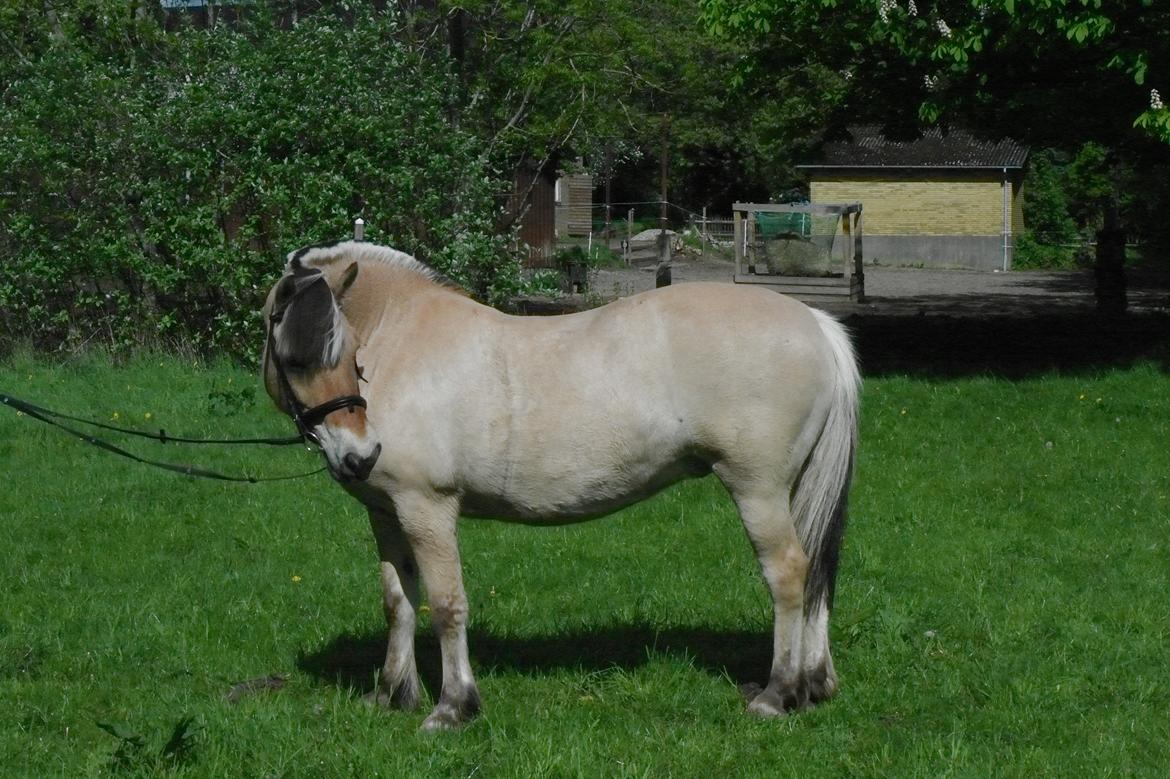Fjordhest Maja (lille frk. Tut) himmelhest - hæhæhæ billede 11