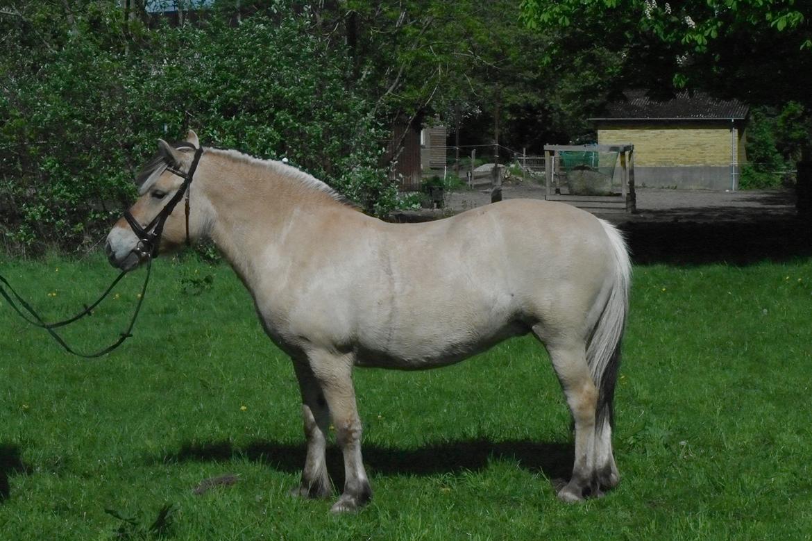 Fjordhest Maja (lille frk. Tut) himmelhest - hendes flotte krop!! <3 billede 17