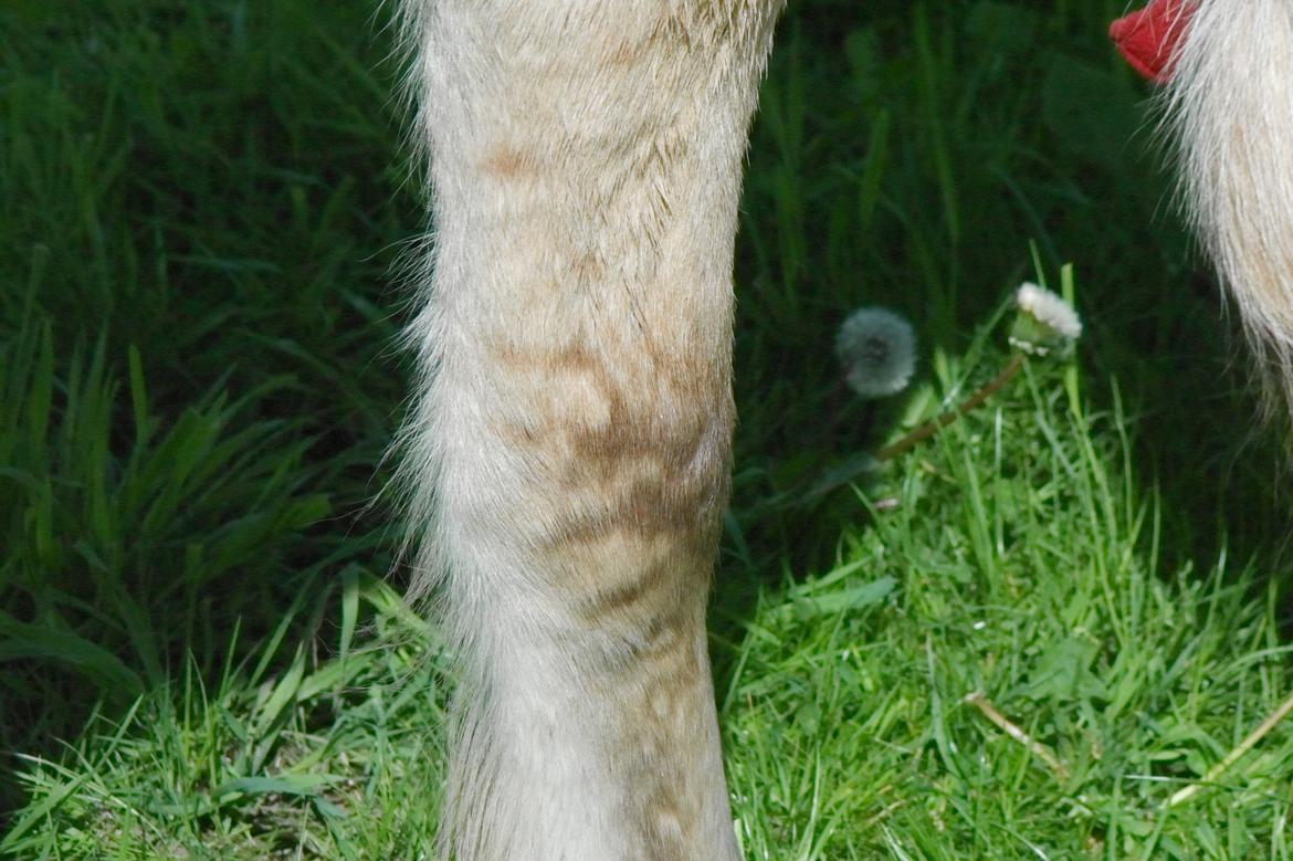 Fjordhest Maja (lille frk. Tut) himmelhest billede 5