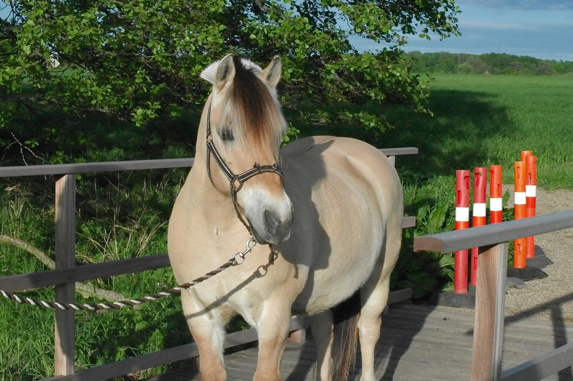 Fjordhest Frede <3 Guldponyen <2 billede 9