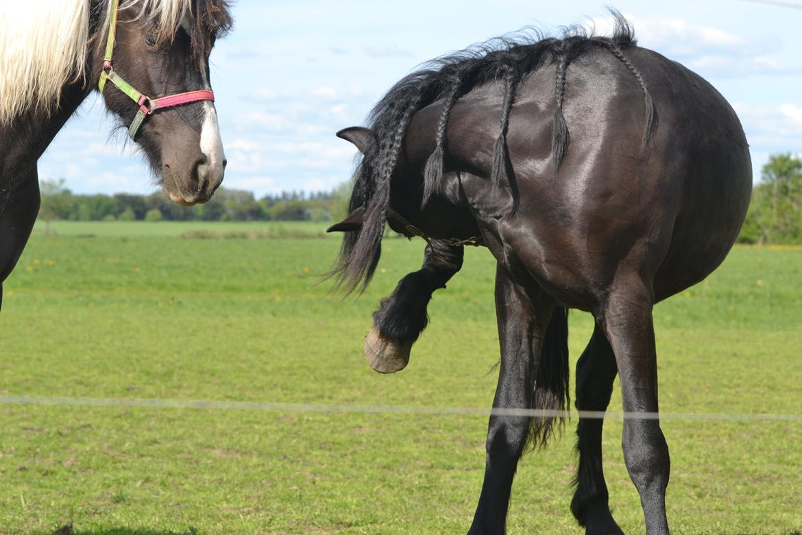 Barockpferd Juvel af Keshede billede 5