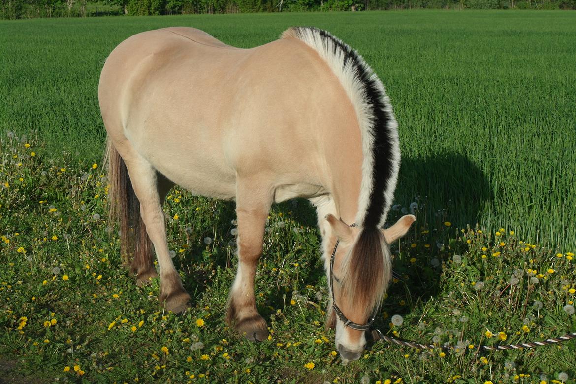 Fjordhest Frede <3 Guldponyen <2 billede 16