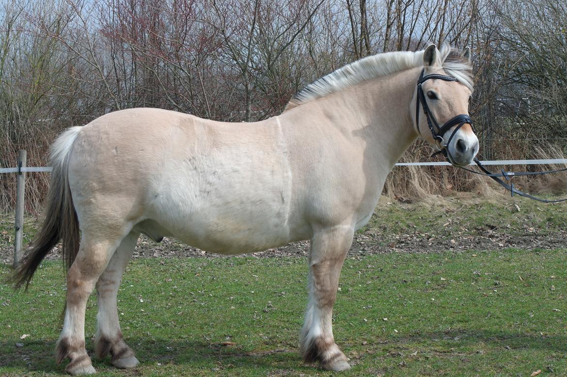 Fjordhest Frede <3 Guldponyen <2 - dine flotte former frede billede 19