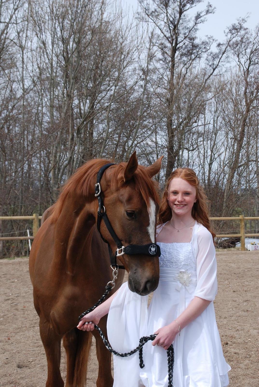 Dansk Varmblod Aysia e - April 2013 <3 Yrsa ved min konirmation før jeg vidste at hun var min. (salgsbillede troede jeg. hihi :) foto: Mathilde billede 3